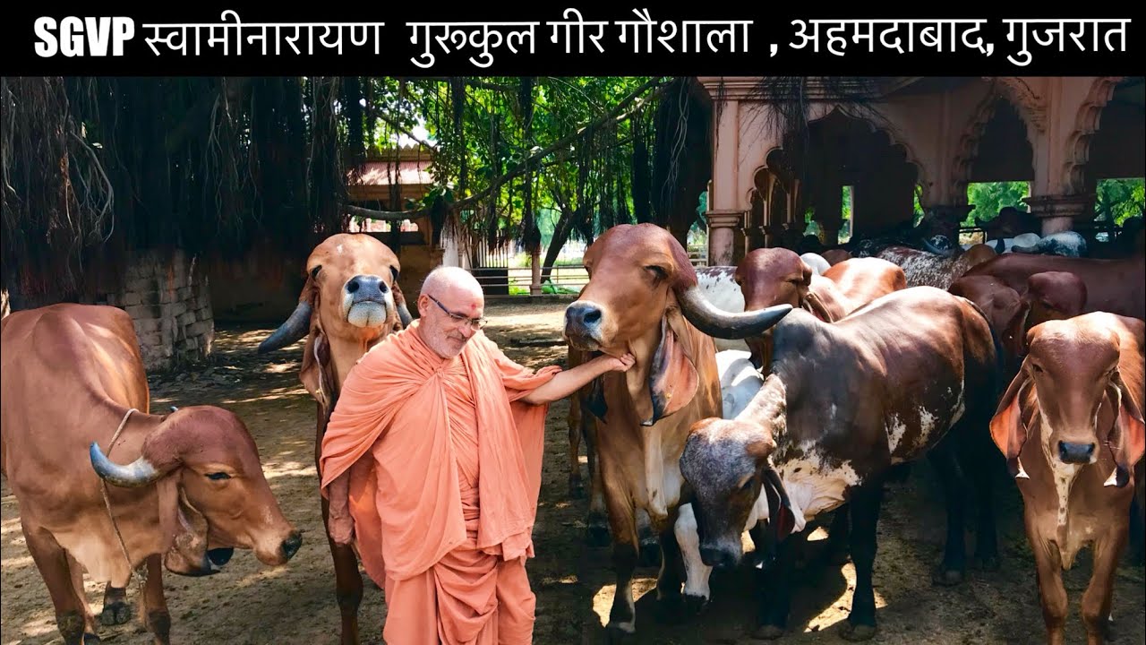 Gir cows of SGVP swaminarayan Gurukul Ahmedabad with gir bulls and gir cows featured