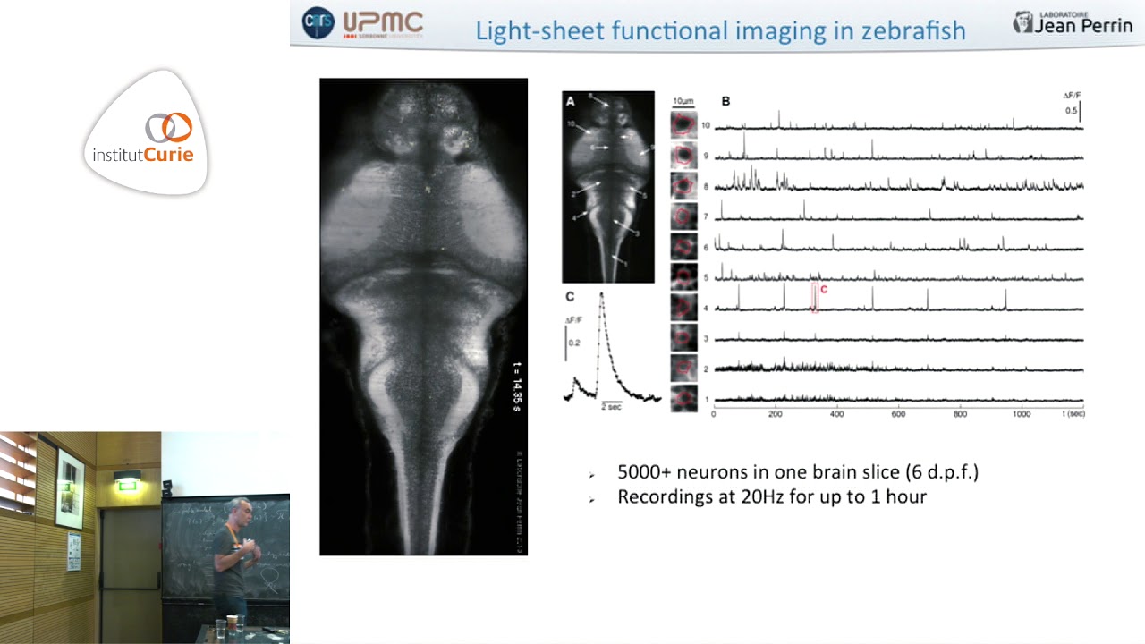 Probing sensorimotor computations in zebrafish - Georges Debrégeas