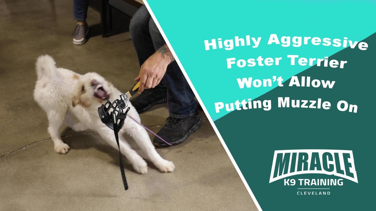 Highly Aggressive Foster Terrier Won't Allow Putting Muzzle On