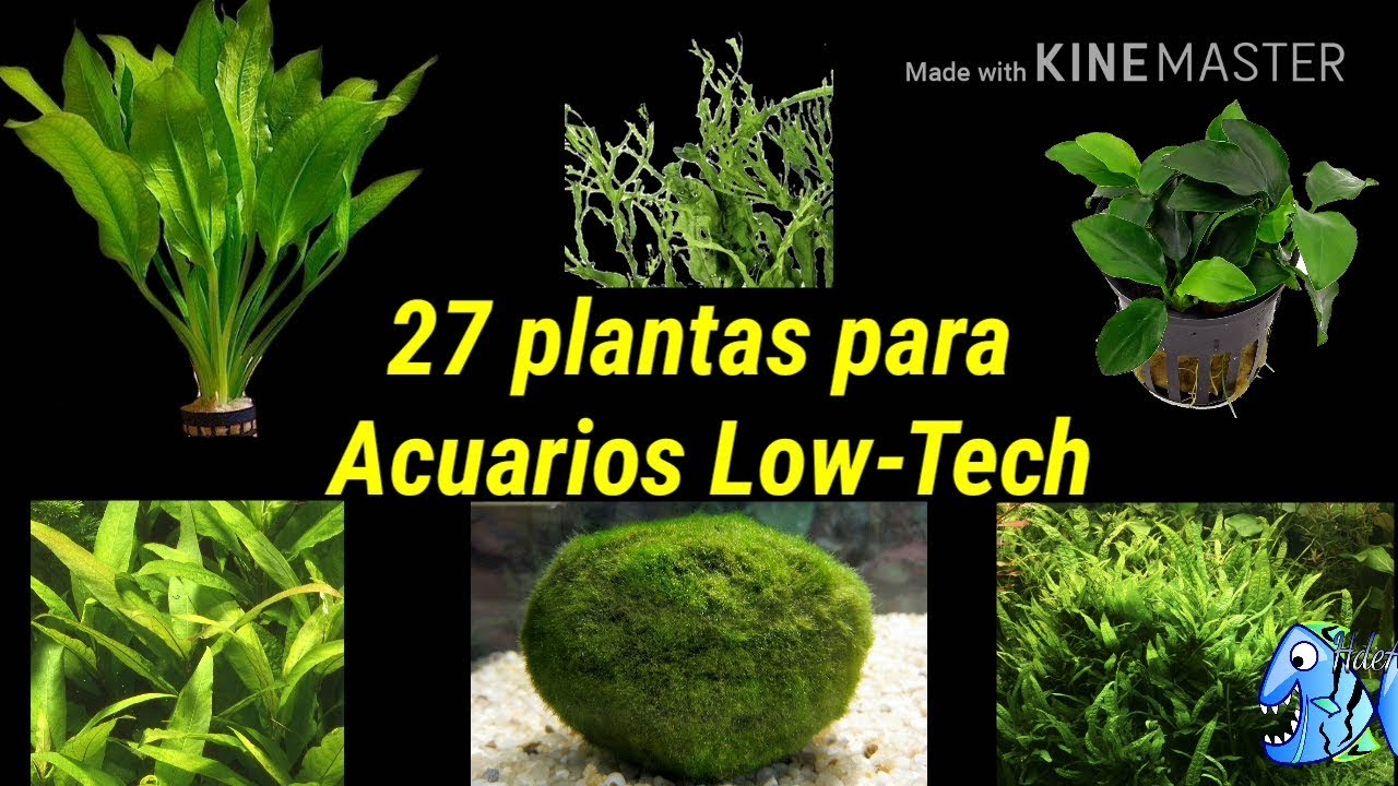 27 plantas para Acuarios low tech o acuarios de bajos requerimientos de agua dulce
