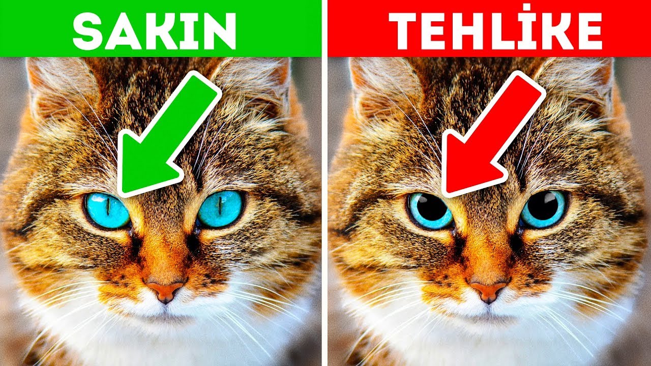 Evcil hayvanınızın yardım istediğini gösteren 12 belirti