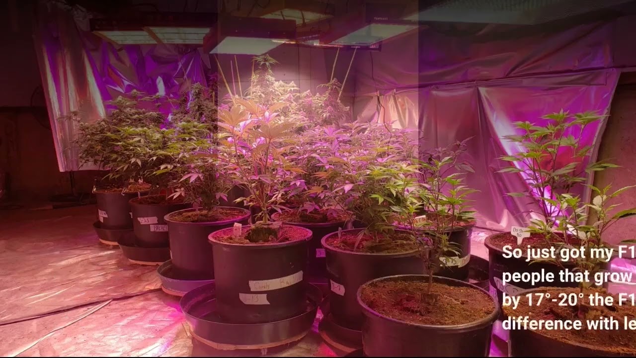 COB LED Plant Grow Light Full Spectrum-Overview