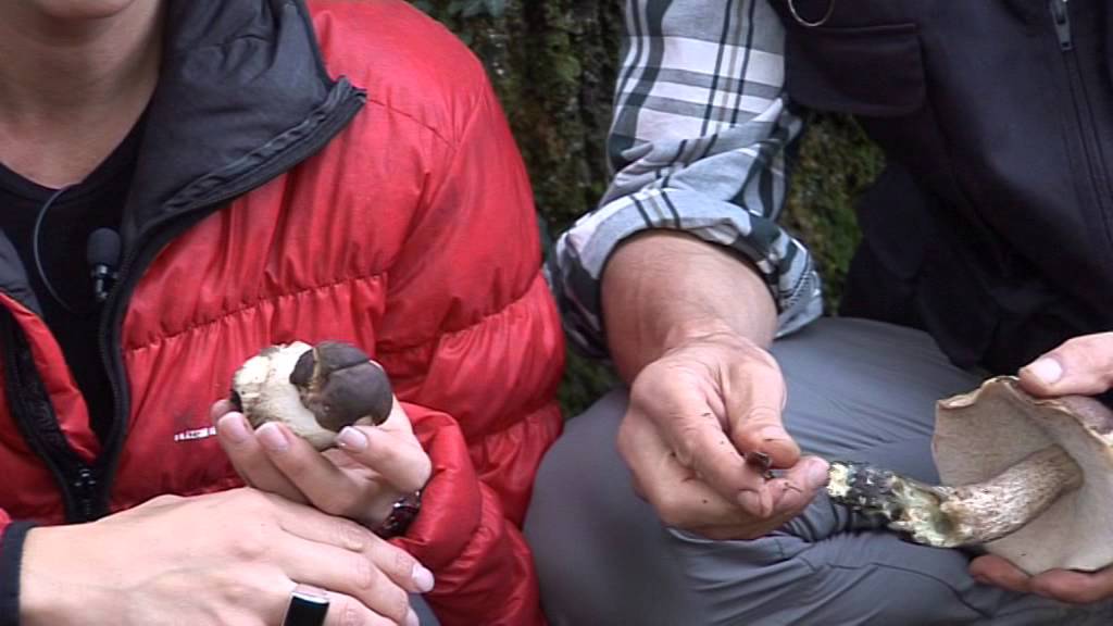 Leccinum Duriusculum @ Conoscere i funghi 28.10.2014