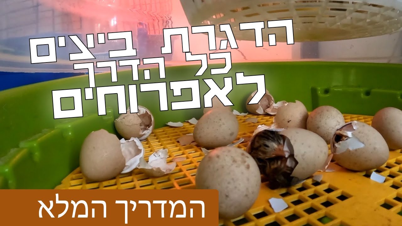 מדריך הדגרת ביצים - כל הדרך מהביצה לאפרוח - כל מה שאתם צריכים לדעת