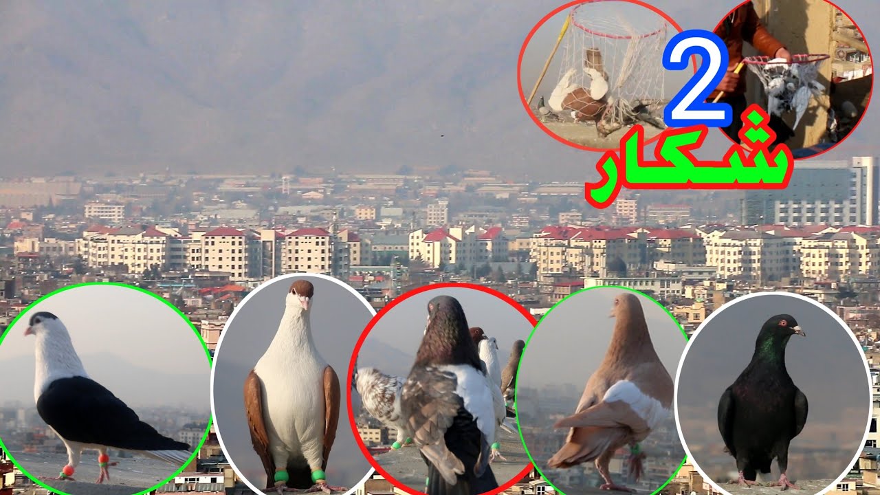 کفتر بازی در ریز عبدالمتین و عبدالقدیر/  ش.کار عالی توسط خبیر جان
