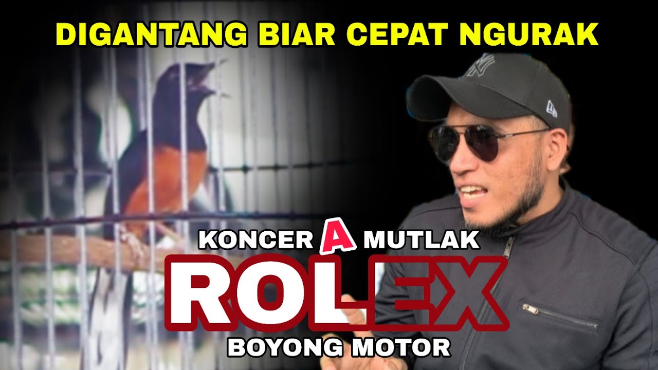 DiGantang Biar Bulu Cepat Ambrol !! Rolex Justru Koncer A Mutlak !! Kopdar SMM