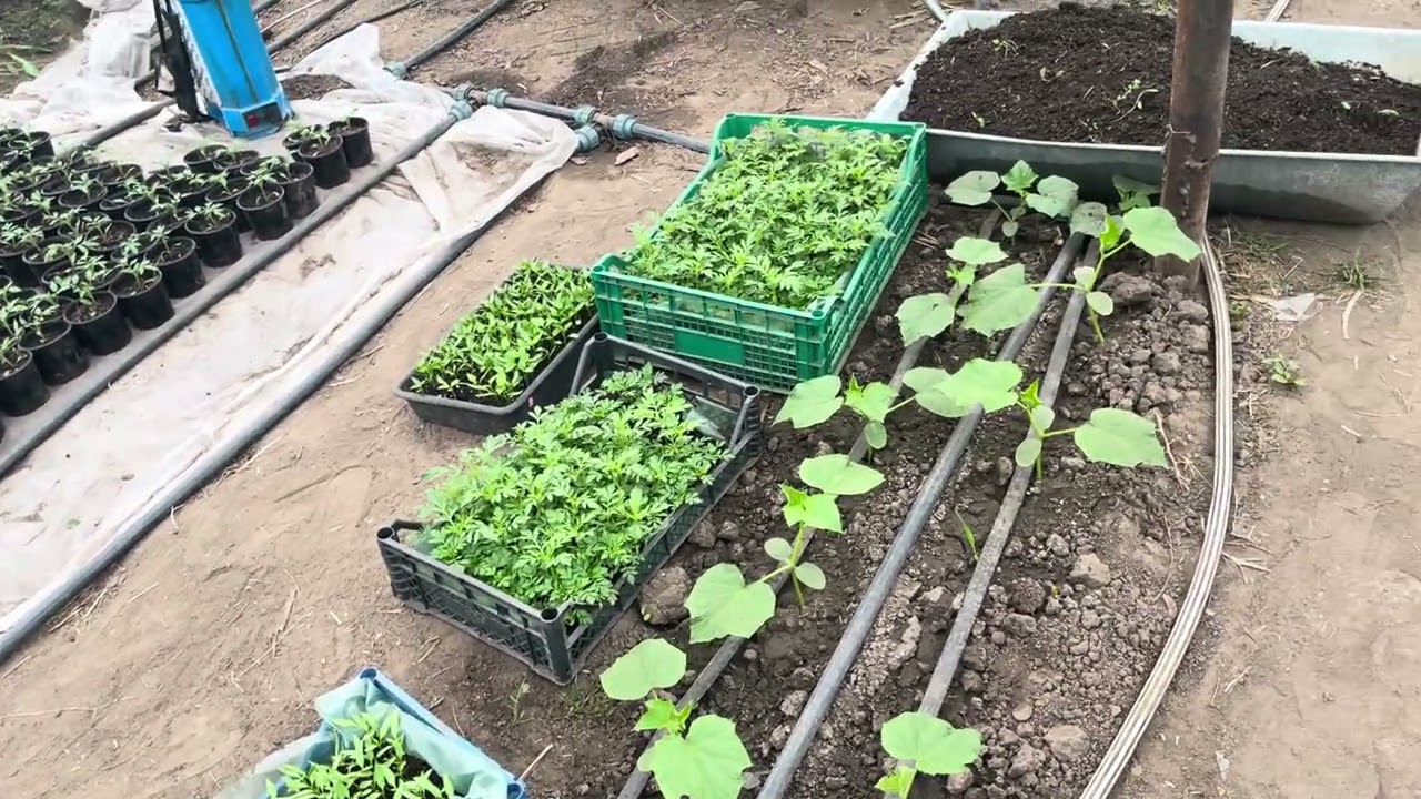 Пінк Хіт рожевий томат оригінал на продажу🥹Срочно