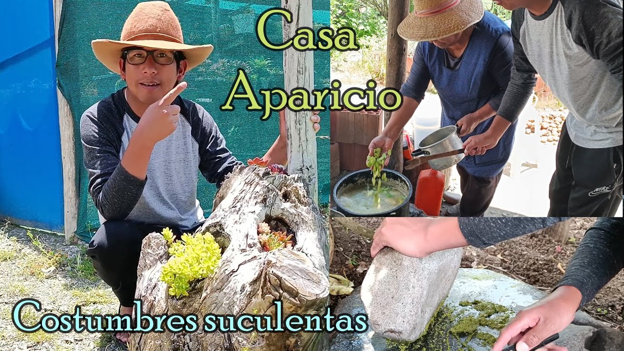 POPURRÍ EN CASA APARICIO #costumbres #suculentas #familia #gastronomia