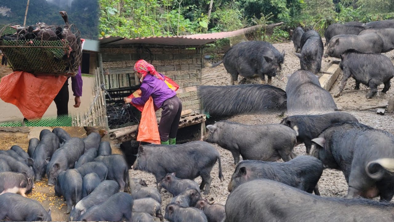 Taking care of a herd of more than 1000 pigs, moving ducks and geese to a new farm