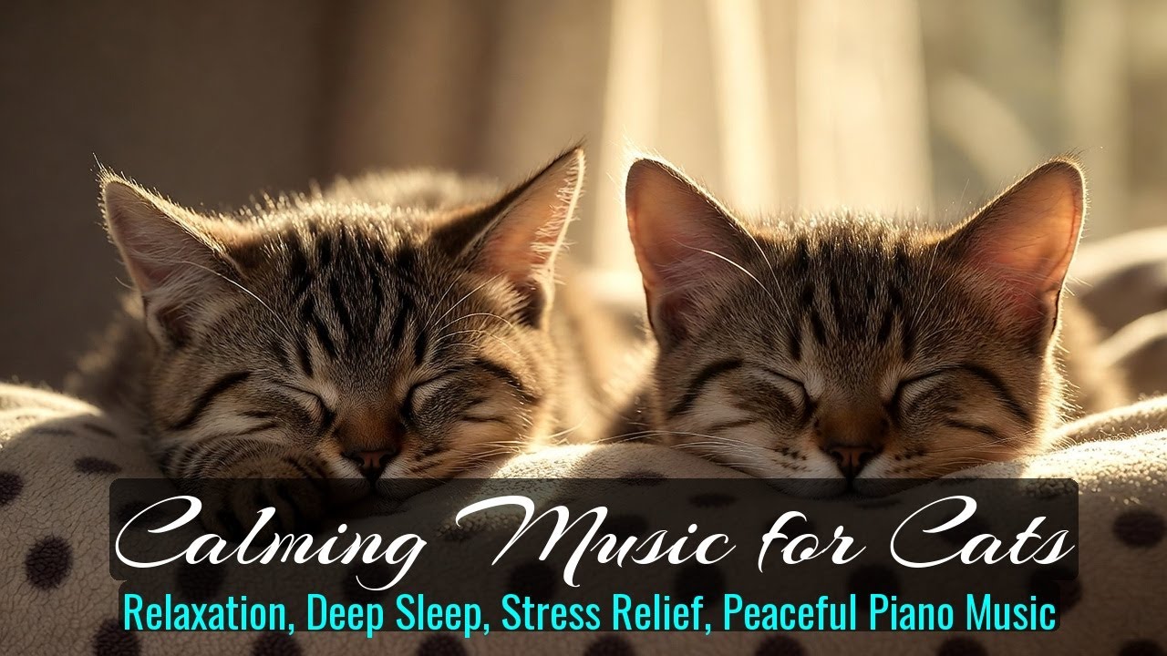 LIVE Adorable Sleeping Cats for Cozy Background 🧡 | Season 27