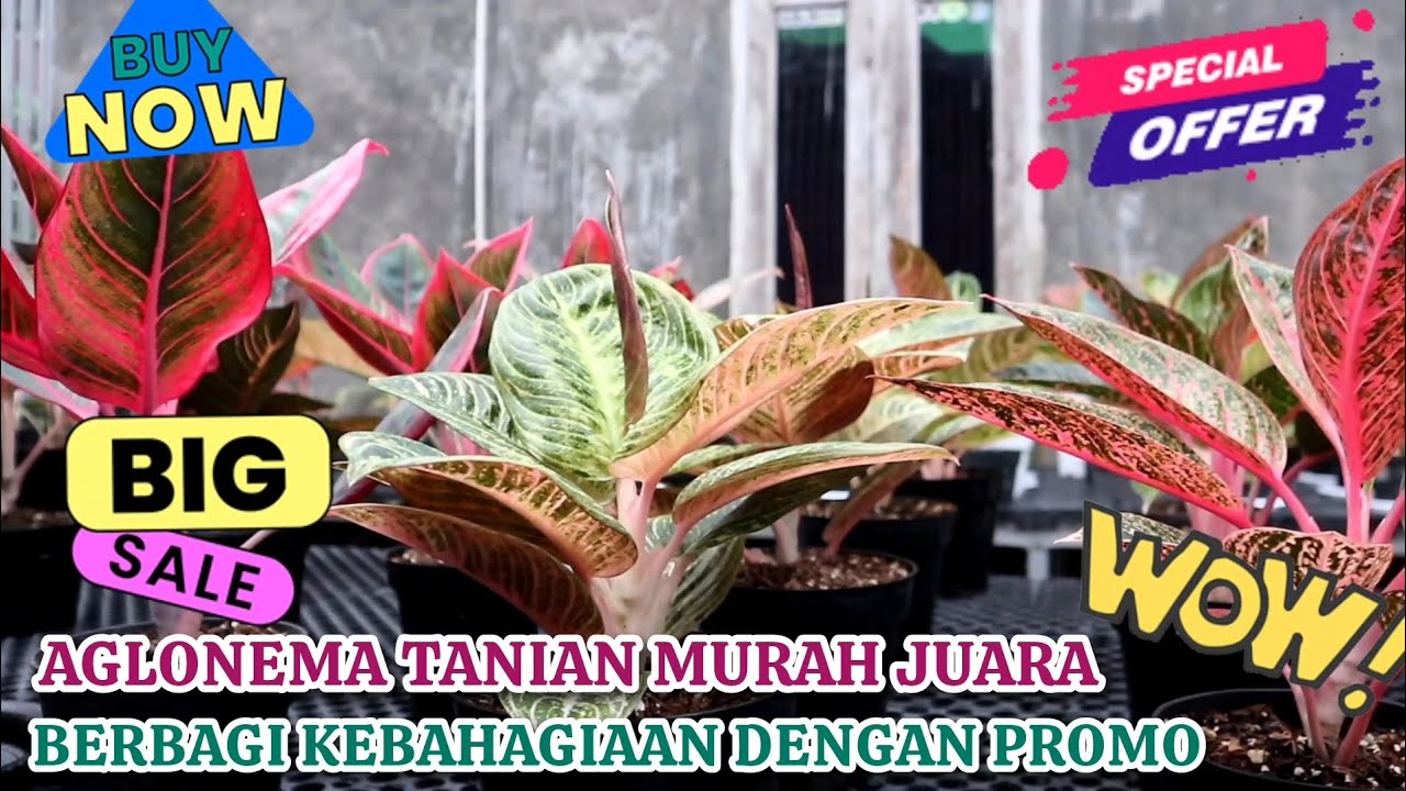 BERBAGI KEBAHAGIAAN DENGAN HADIRNYA PROMOAN AGLONEMA TANIAN MURAH JUARA DAN BERKUALITAS. Eps 1590