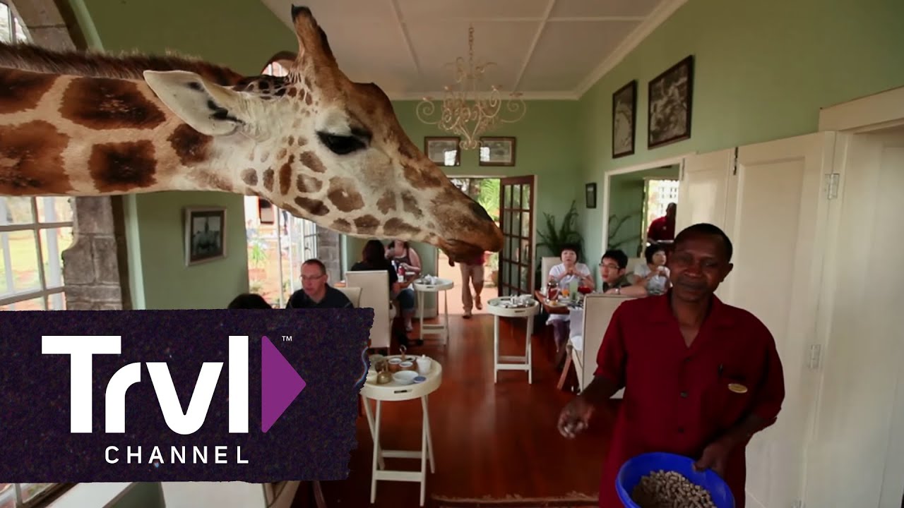 Dine With Giraffes at Giraffe Manor | Travel Channel