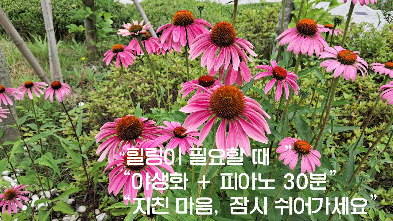Когда вам нужно исцеление 🌼 30 минут отдыха, наполненного полевыми цветами и фортепиано