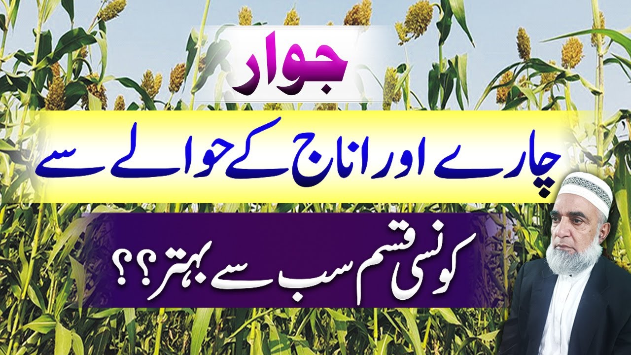 Which is best sorghum variety for fodder and seed purpose || Crop Reformer