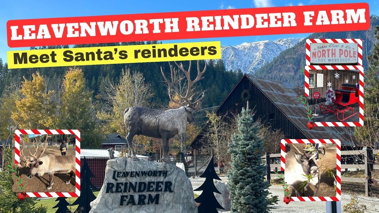 4K LEAVENWORTH REINDEER FARM (CHRISTMAS FAMILY FUN) MEET SANTA'S REINDEERS IN LEAVENWORTH, WA