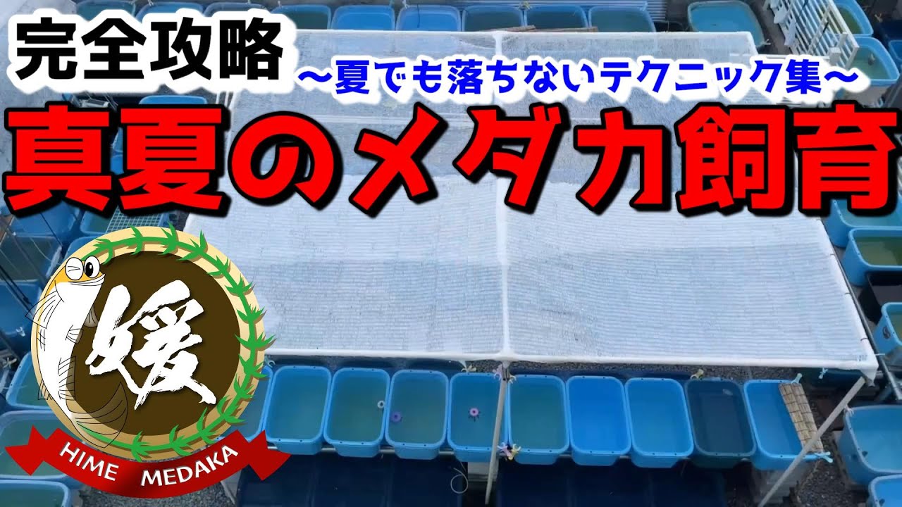 真夏のメダカ飼育完全攻略～猛暑日も怖くない！夏飼育テクニック集～【媛めだか】
