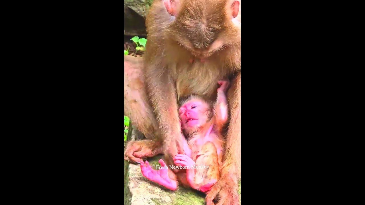 OMG MG Rainbow try her best comfort and take care little baby monkey, Monkey Lily is Live Now