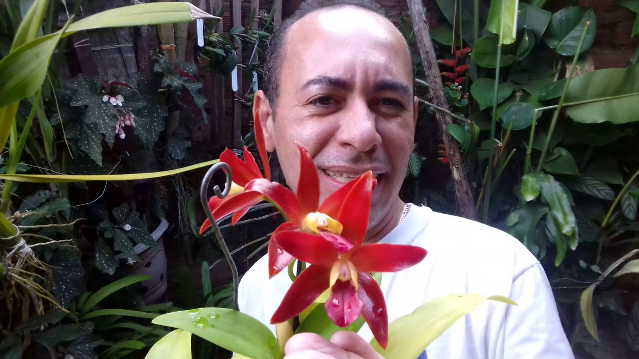 ORQUÍDEA CATYLEIA CHOCOLATE DROP DICAS DE CULTIVO