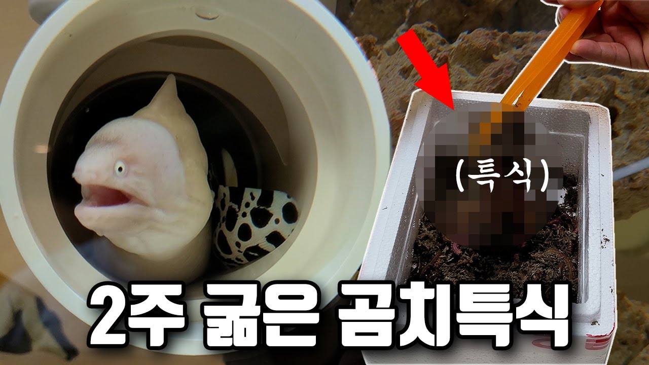 2주동안 밥 안먹는 곰치에게 비장의 특식을 줘봤습니다.
