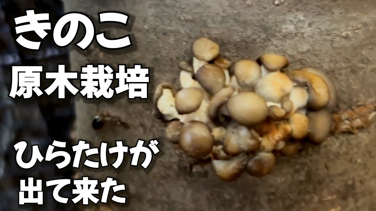 【きのこ原木栽培】ひらたけが出て来た！！