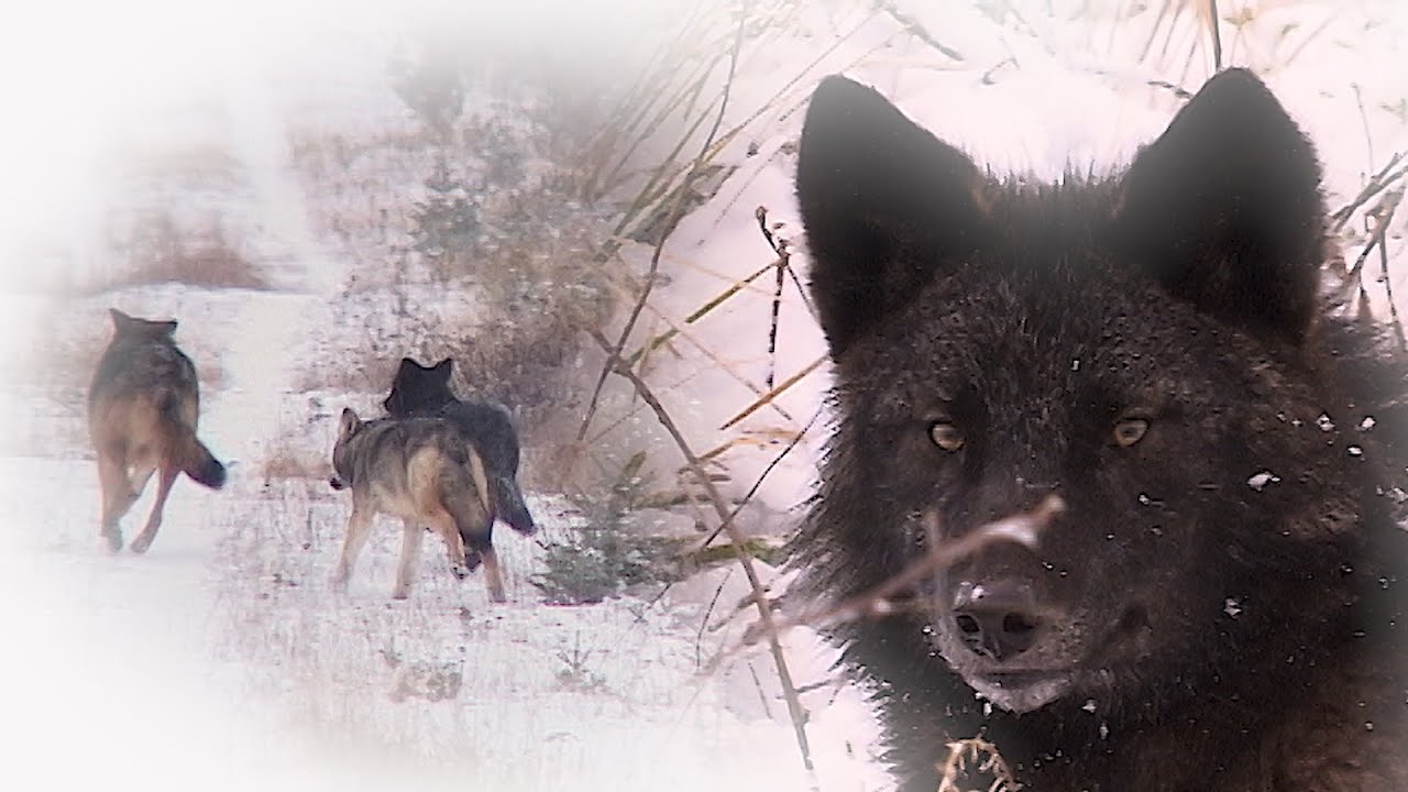 AU PAYS DU LOUP avec Gisèle Benoit, Épisode 1 – Présentation de la série