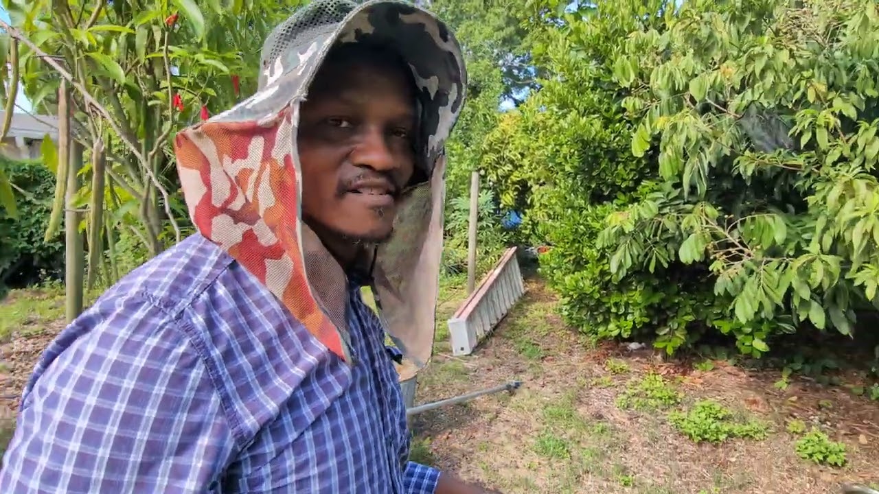 Excited, here we go OUR 1st official mango picking !