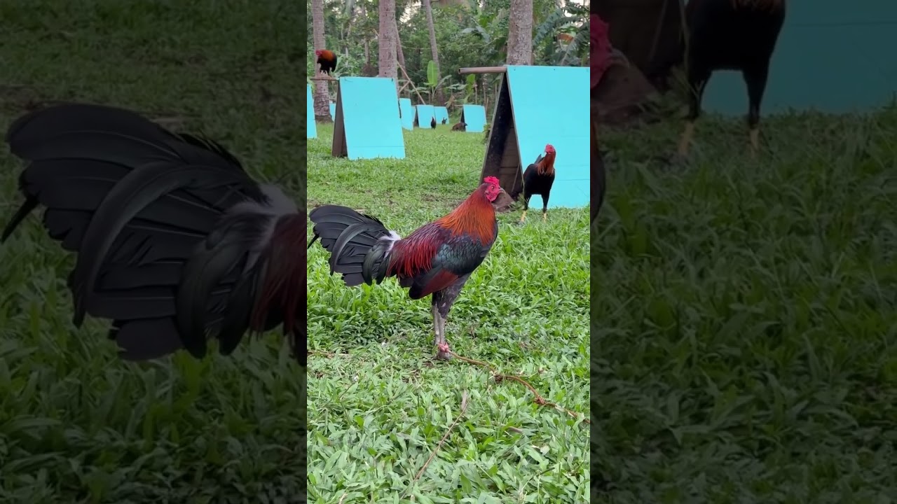 MCLEAN HATCH #mcleanhatch #mclean #gamefarm #stags #worldgamefowlexpo #sabongpinasfarm #rooster