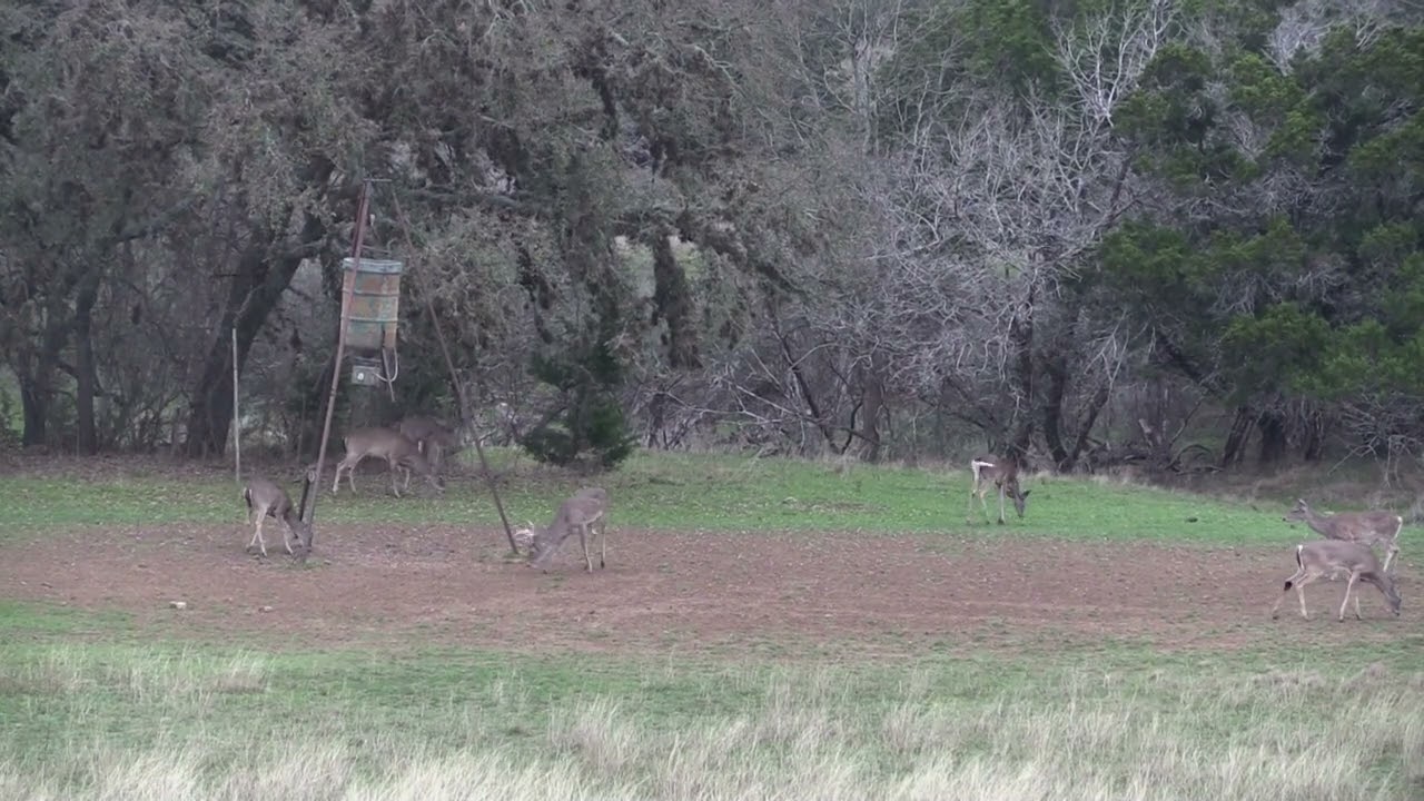 Spring 2021 Axis Hunt Part 1