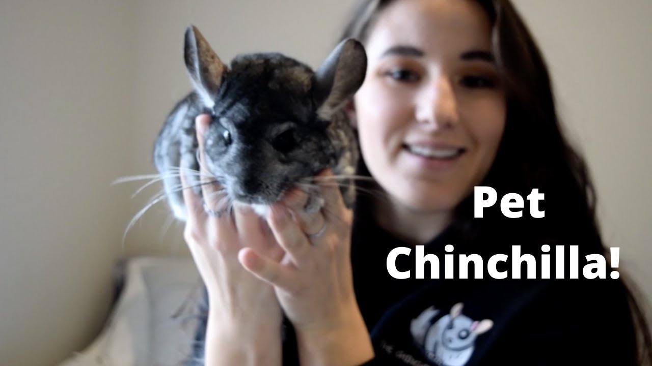 Meet My Pet Chinchilla