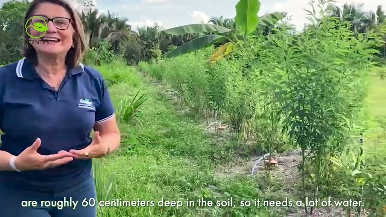 Tecnologia social de irrigação e produção sustentável - Irrigapote