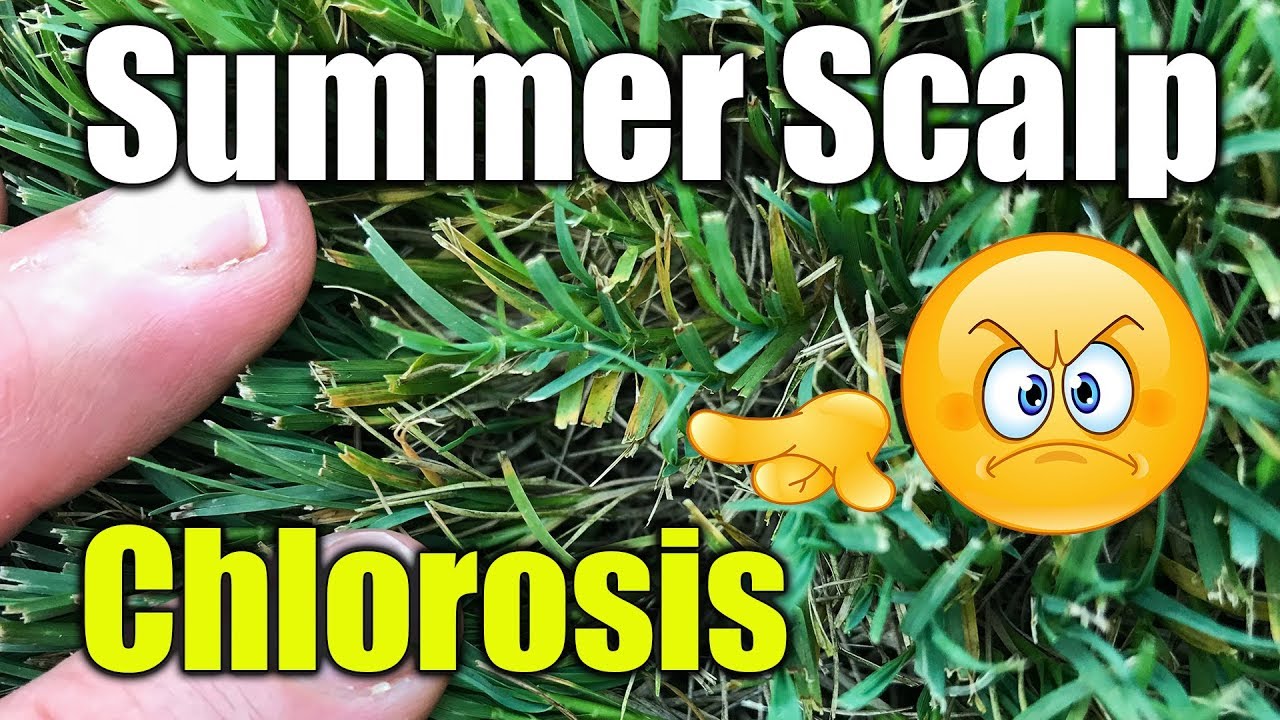 Summer Scalping Bermuda Lawn and Chlorosis Yellow Blades of Grass