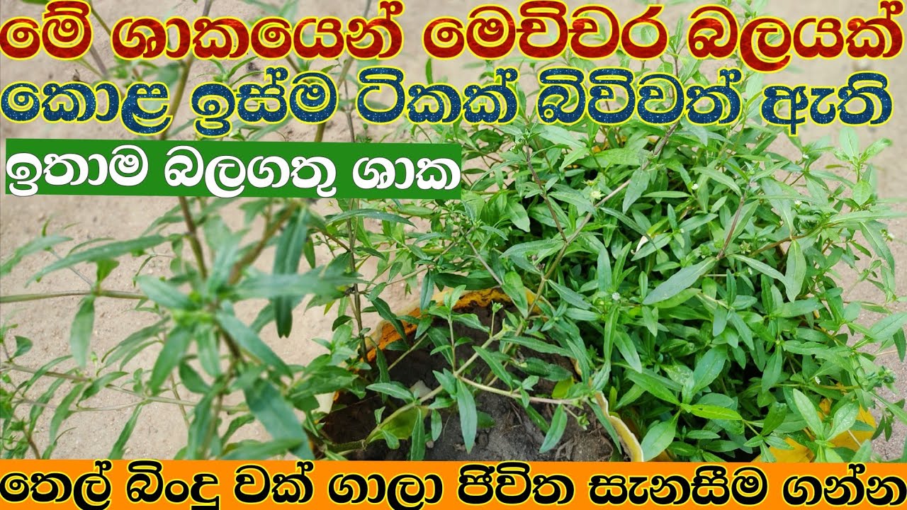 මේ ශාකය භාවිතයට නොගන්නා ඔබ බත් කාලා වැඩක් නෑ /ausadiya kikiridiya