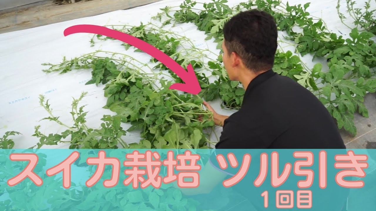 【スイカの動画第２弾！】スイカのツル引き１回目のポイントをまとめました！スイカのツルの引き方はどーするの？