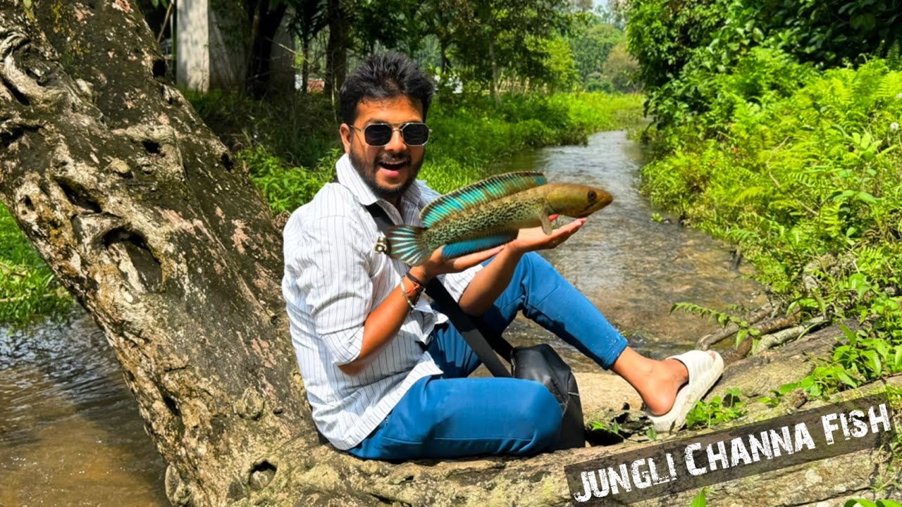 Caught Jungli Blue Channa Fish and Tiger Patterned Channa 🥰🔥