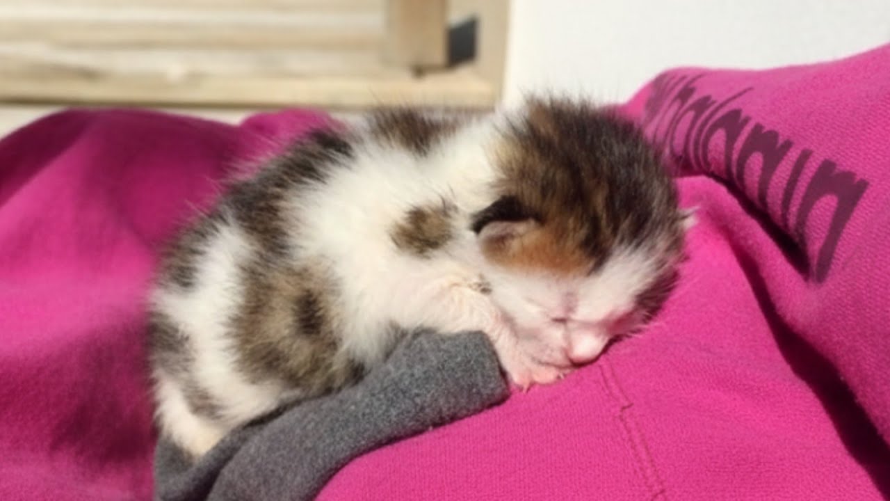 Котёнок, спасённый из мусорного бака, оказался уникальным сокровищем!