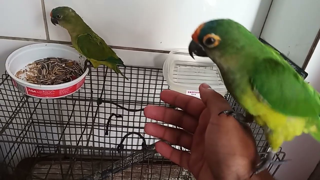 Jandaia Coquinho na Área