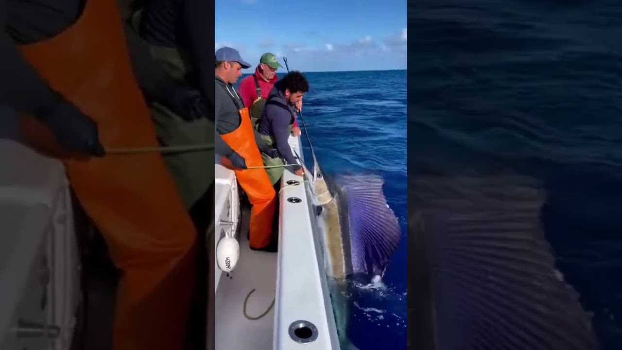 Shark Snatched a Giant Marlin Right Before Landing