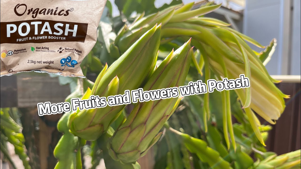 Potash for more Dragon Fruit Flower Buds