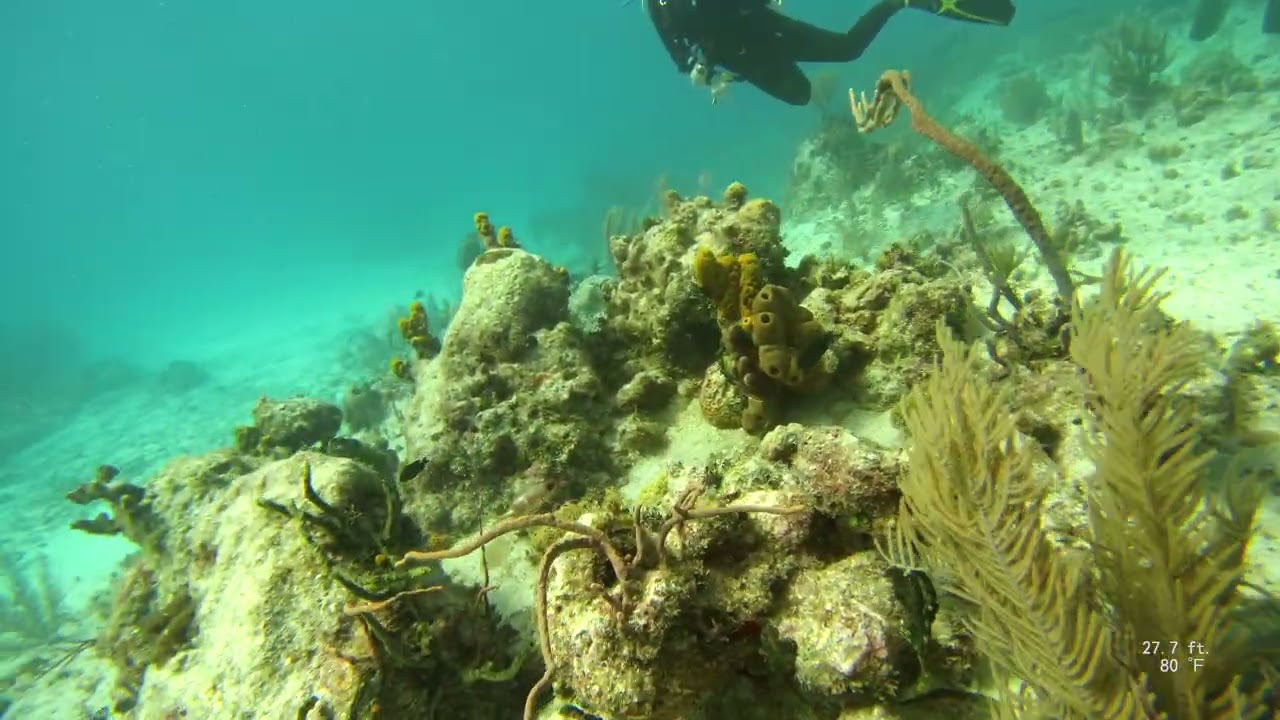 Turtle - Rainbow Reef Grand Cayman