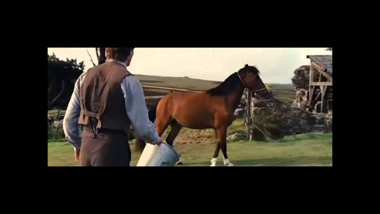 War Horse ~ Joey's life 1