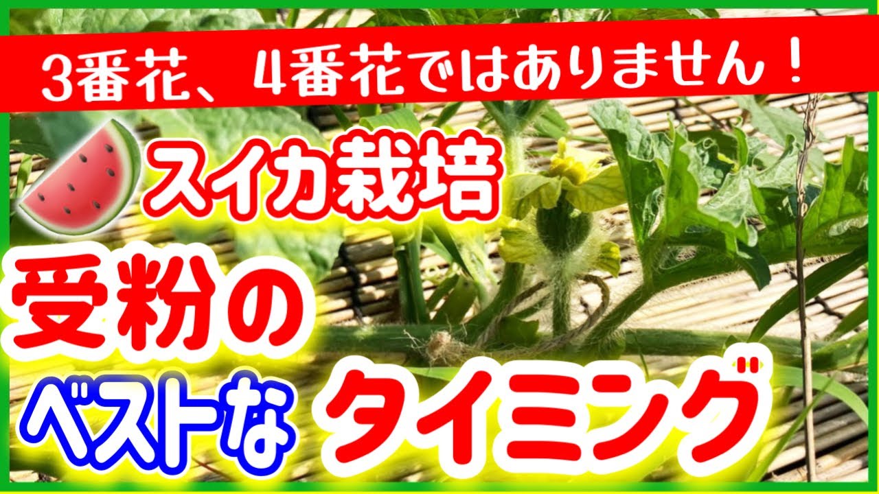 【スイカ栽培】受粉のベストなタイミング！3番花、4番花はNGかも！　～そばの庭 みどりふぉLABO～