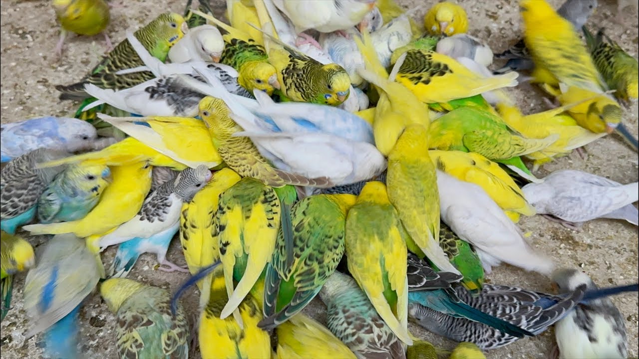 Most Hungry Budgies Getting Evening Diet Treat Feeding to their Chicks and laying eggs