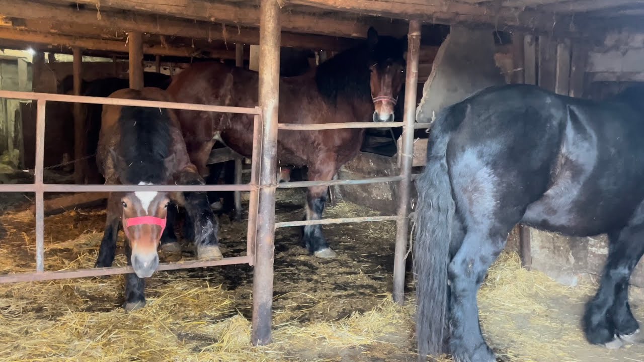 Наші коні.Вечірня годівля🌾🌽🥕потомство Буцефала🐴Сінорізка працює на повну💣Коні в Україні🔥🤩