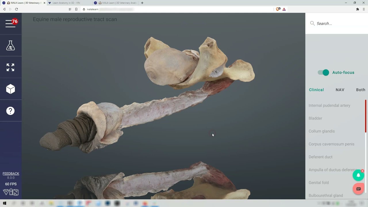 Equine male reproductive tract scan - 3D Veterinary Anatomy