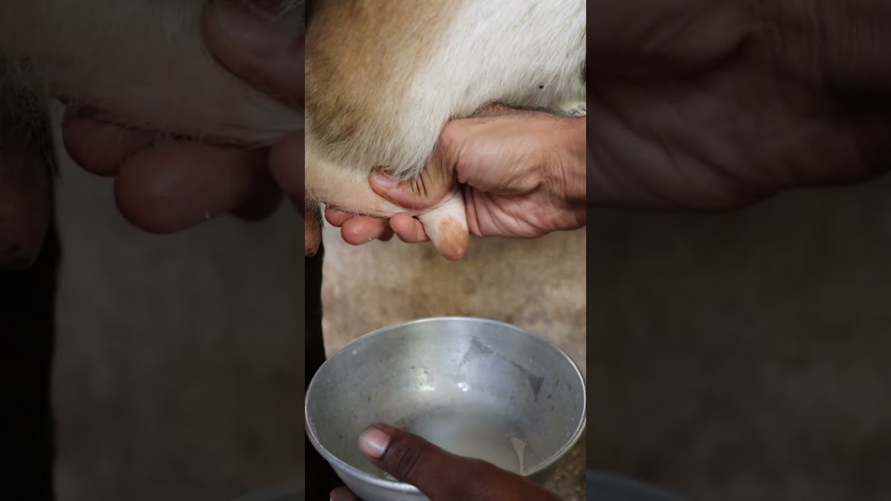 Let's Try Raw Cow's Milk
