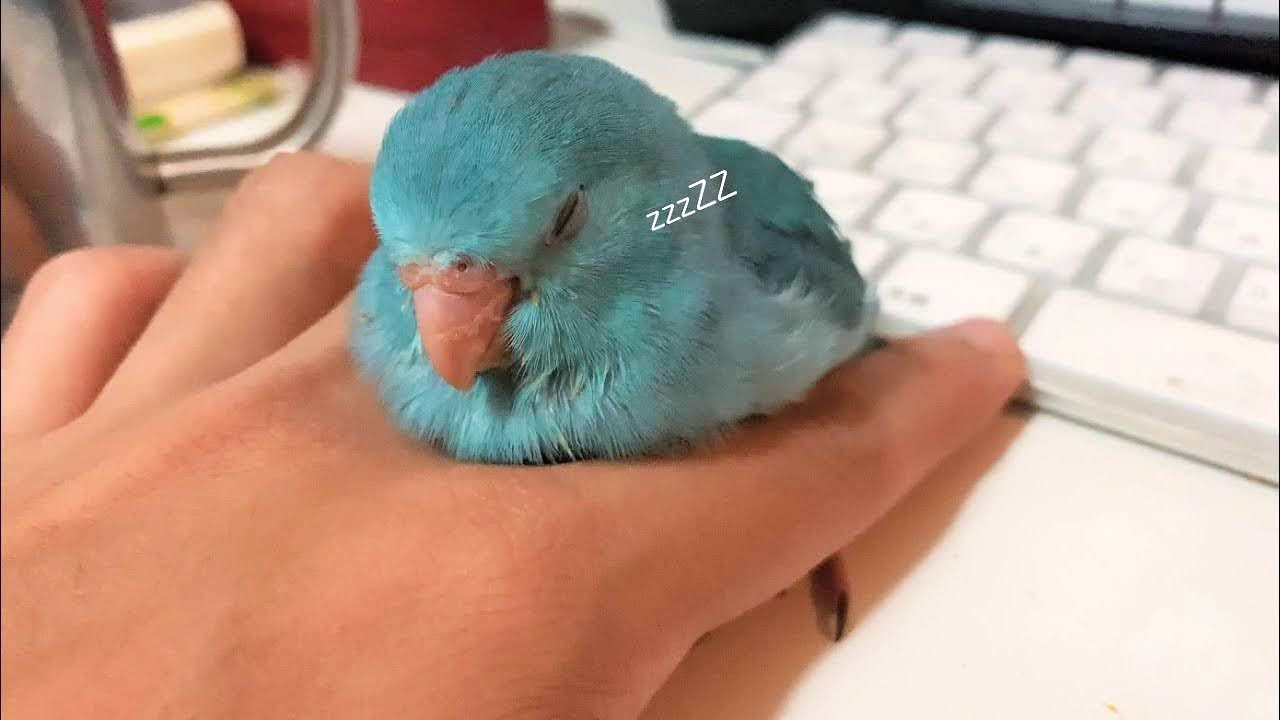 マメルリハインコかわいいまとめ｜買ったもの