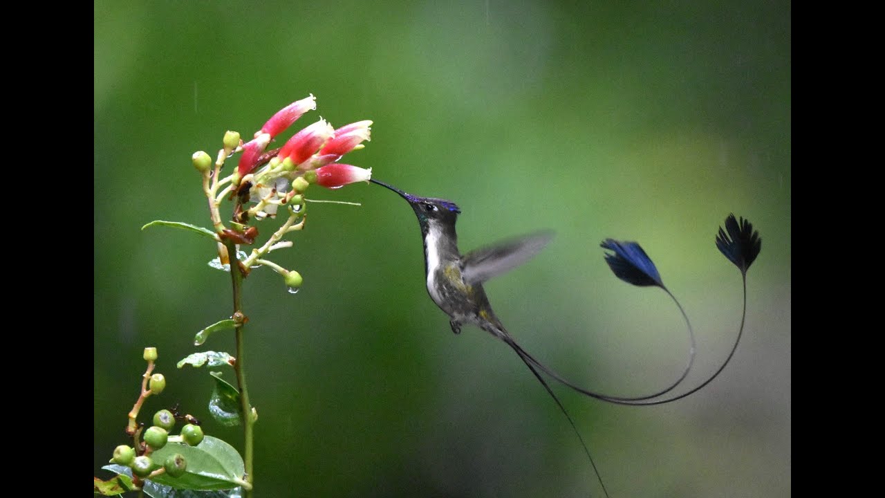 Marvelous Spatuletail (Loddigesia mirabilis) in Huembo Logde, Amazonas - Peru.