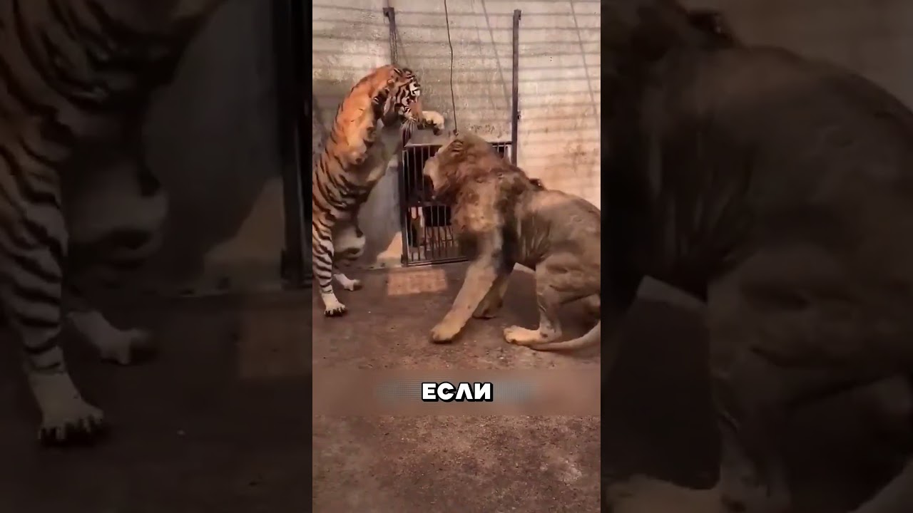 ЛЕВ VS ТИГР 🦁🐯 #животные #звери #animals #лев #тигр
