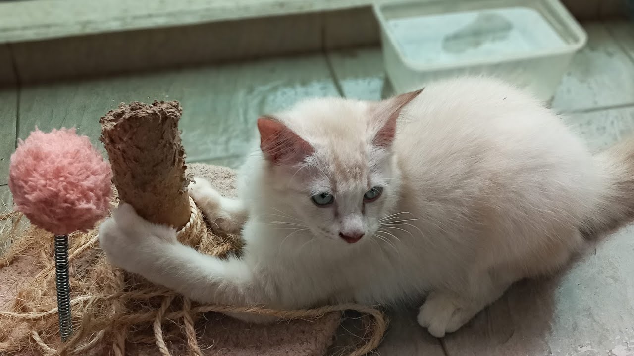 Time Machine Cats !!!! Longest Daily Cat's Story