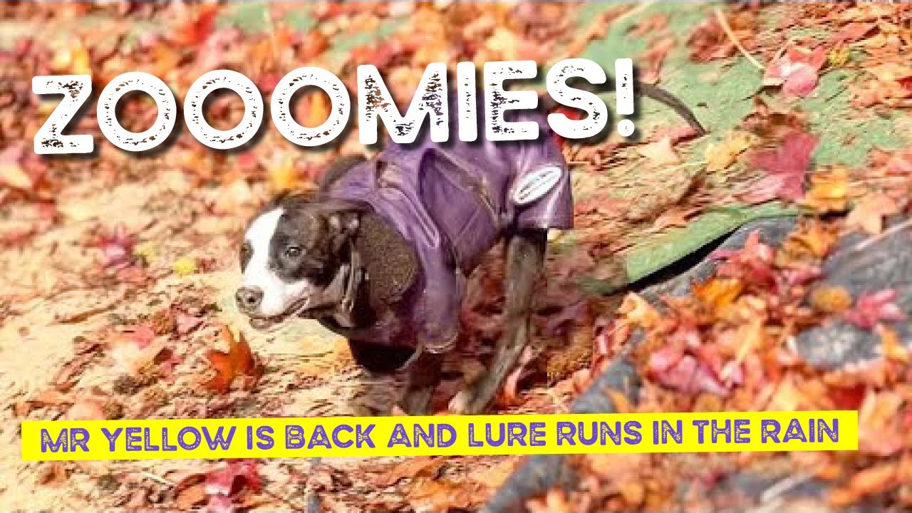Miss Violet Zoomies, Mr Yellow is Back and Lure Coursing fun in the Rain